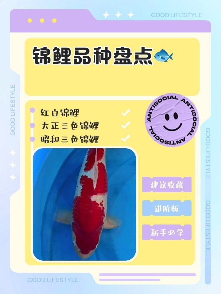 紅白和大正三色哪個好