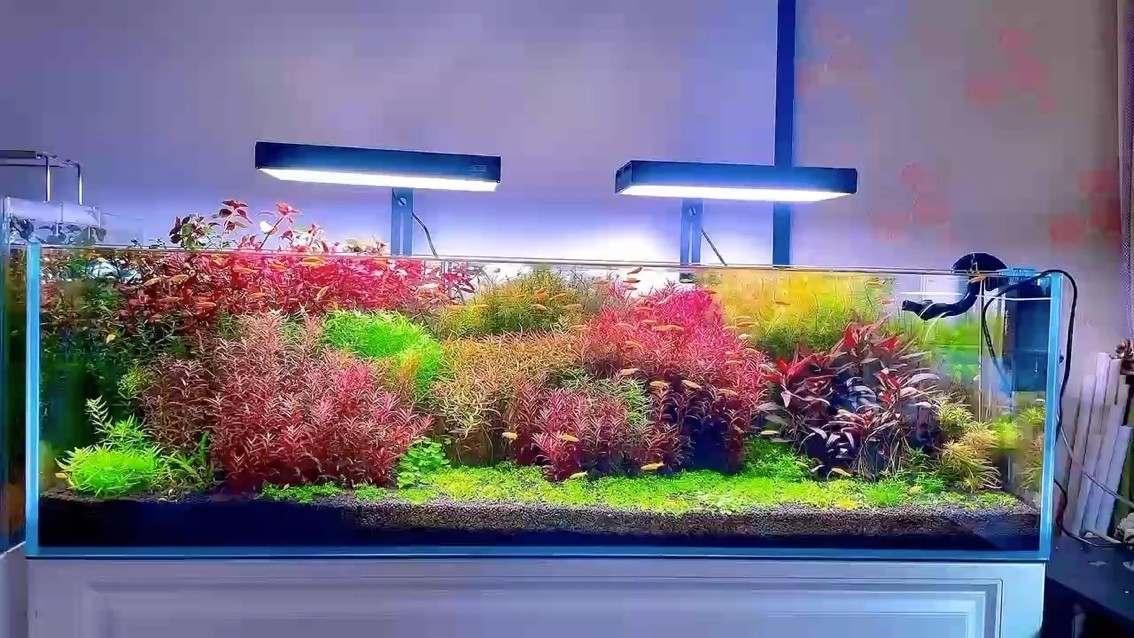 草缸