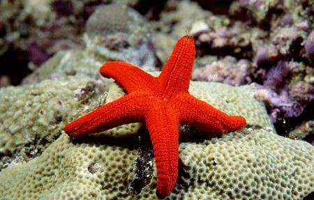 海星的飼養與護理技巧：養海星的注意事項