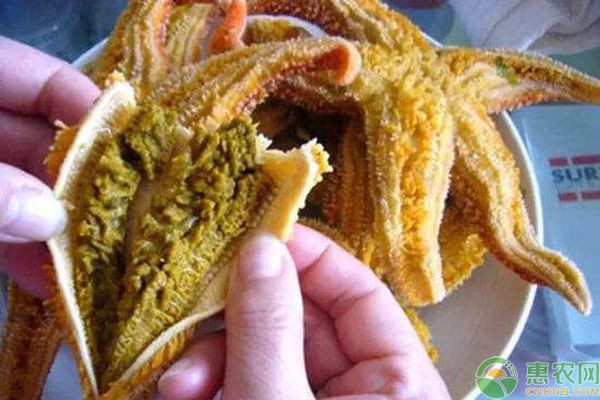 海星的飼養與護理技巧：養海星的注意事項