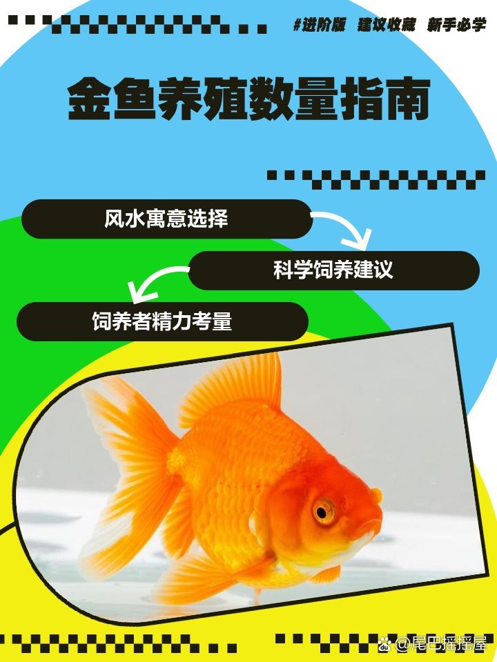 金魚養幾條一缸最吉利 金魚養幾條一缸最吉利 龍魚論壇 第7張