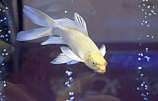 金魚養幾條一缸最吉利 金魚養幾條一缸最吉利 龍魚論壇 第11張