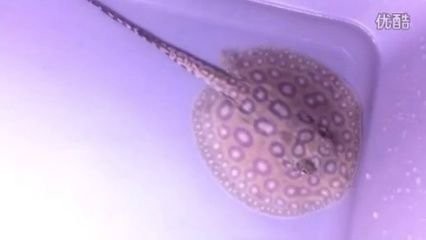 白子魟魚為何很便宜 白子魟魚為何很便宜 龍魚論壇 第3張