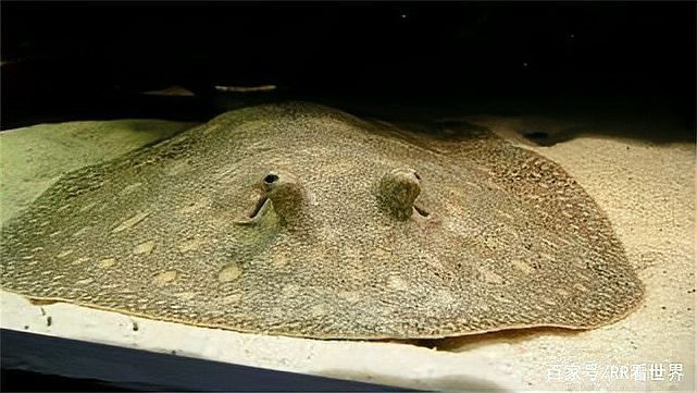 白子魟魚為何很便宜 白子魟魚為何很便宜 龍魚論壇 第6張