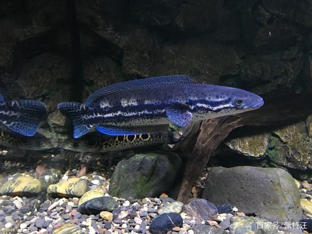 雷龍魚什么品種好看，色彩斑斕的觀賞魚——雷龍魚