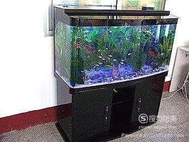 魚缸清潔的科學方法：如何給大魚缸換水？