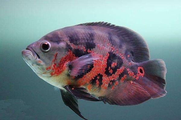 地圖魚死前征兆