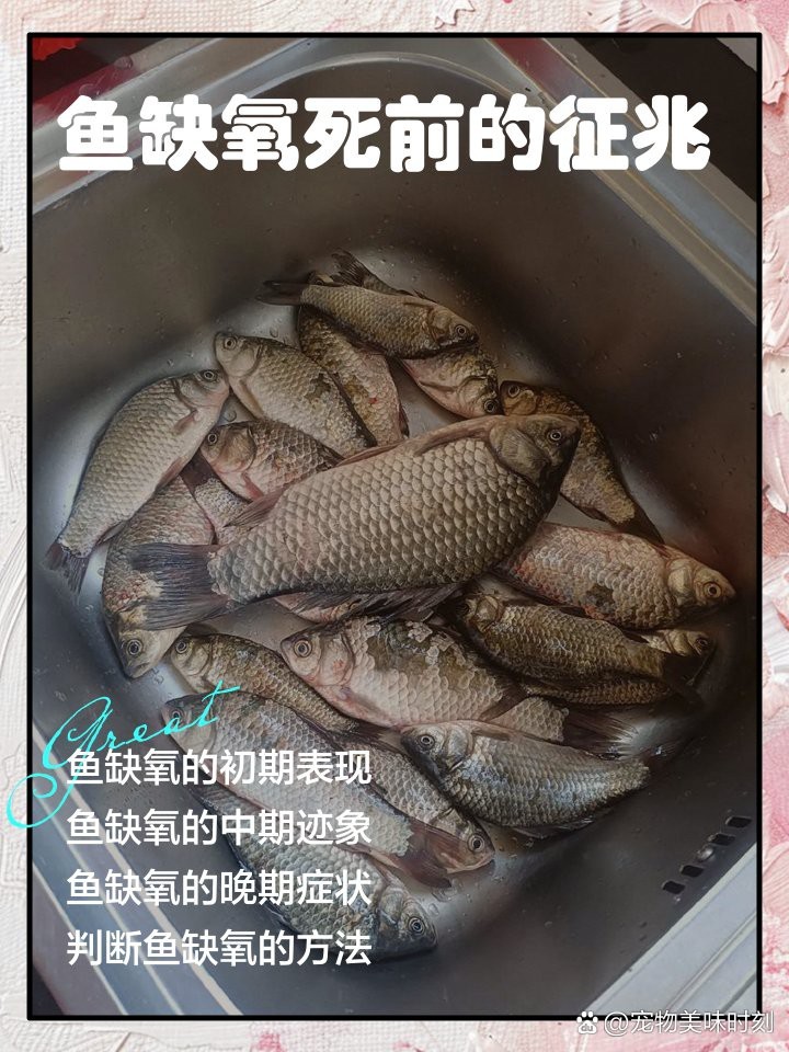 地圖魚死前征兆