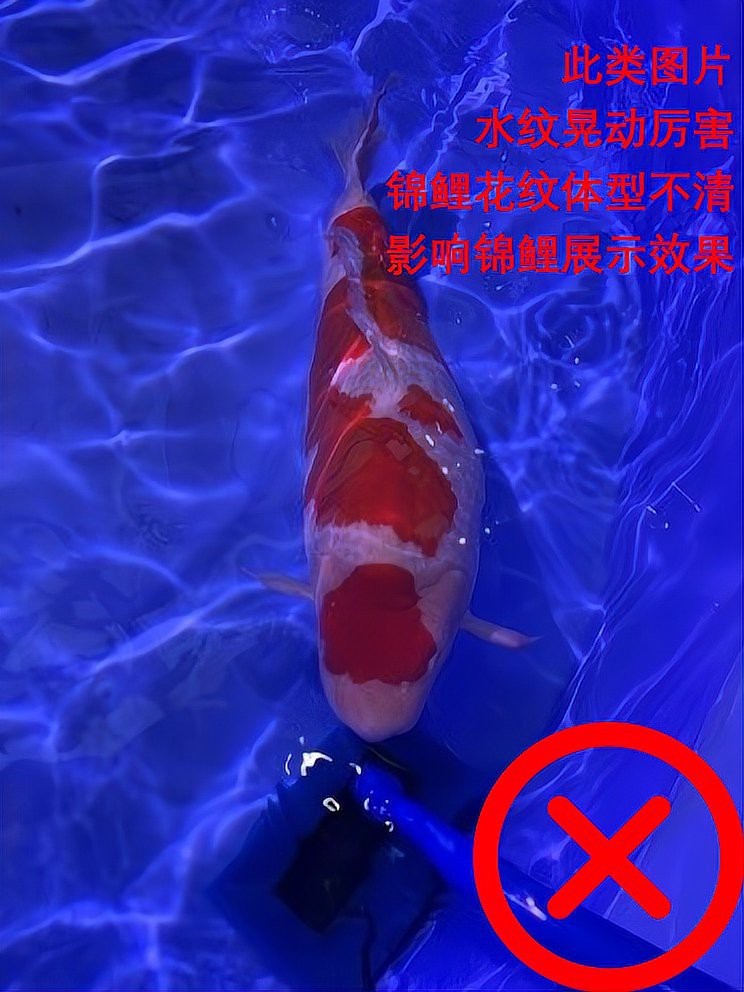 有哪些拍攝龍魚(yú)的最佳角度？