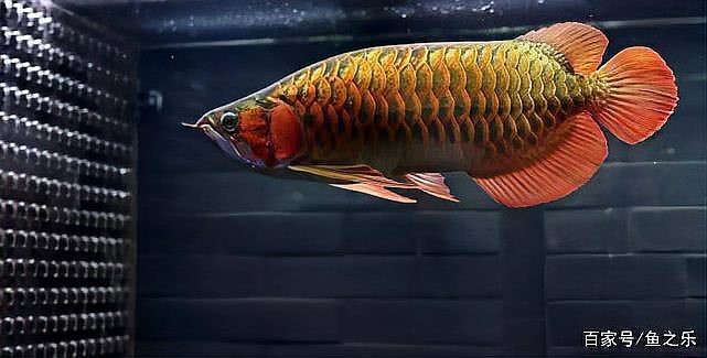 有哪些拍攝龍魚(yú)的最佳角度？