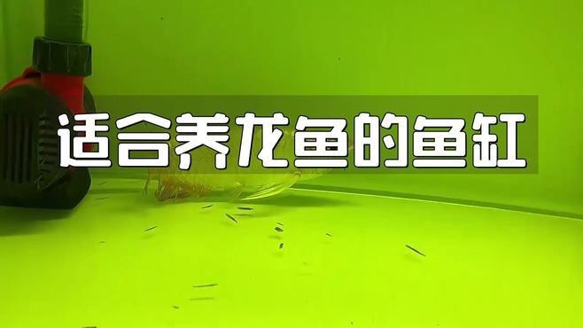 紅龍和金龍混養需要多大的魚缸