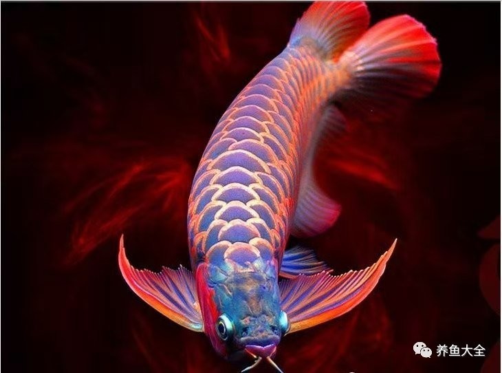 血紅龍魚的價格為何如此高？