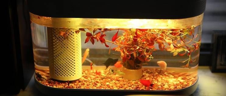畫法幾何魚缸兩棲版評測：畫法幾何智能模塊化魚缸兩棲版