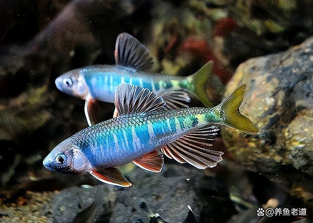 還有哪些觀賞魚網站值得推薦? 2025長城杯龍魚大賽 第1張 還有哪些觀賞魚網站值得推薦? 還有哪些觀賞魚網站值得推薦? 2025長城杯龍魚大賽 第1張