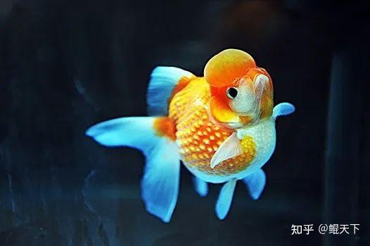 還有哪些觀賞魚網站值得推薦? 2025長城杯龍魚大賽 第3張 還有哪些觀賞魚網站值得推薦? 還有哪些觀賞魚網站值得推薦? 2025長城杯龍魚大賽 第3張