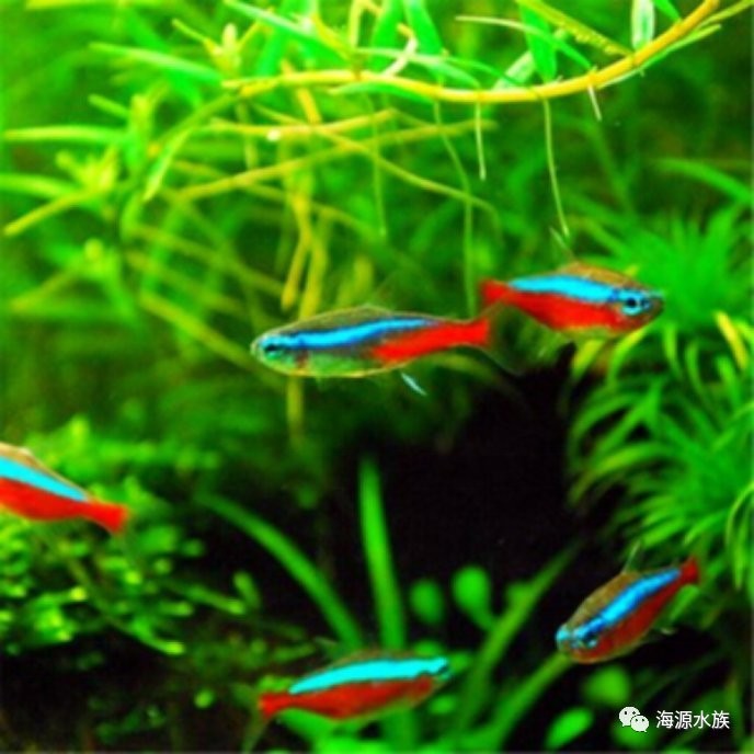 還有哪些觀賞魚網站值得推薦? 2025長城杯龍魚大賽 第4張 還有哪些觀賞魚網站值得推薦? 還有哪些觀賞魚網站值得推薦? 2025長城杯龍魚大賽 第4張