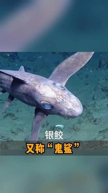鬼鯊長什么樣子圖片