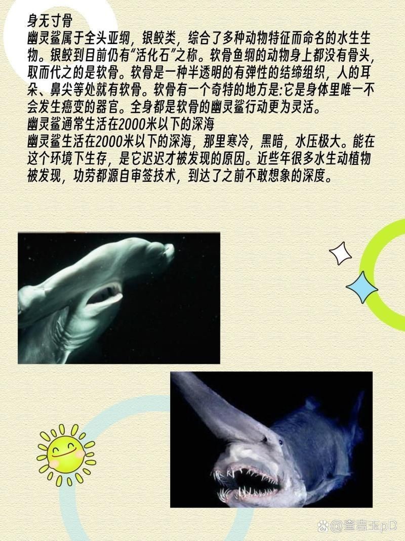 鬼鯊長什么樣子圖片