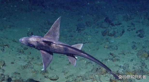 鬼鯊長什么樣子圖片