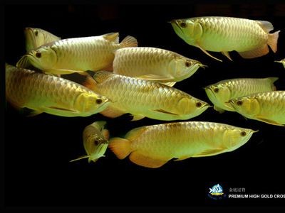 極品金龍魚什么價(jià)格啊能買到正品嗎（極品金龍魚價(jià)格因其品種、品相、大小等因素有很大差異）