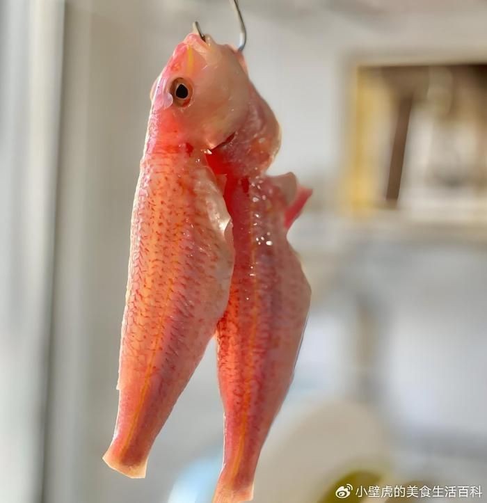 紅鯛魚學(xué)名