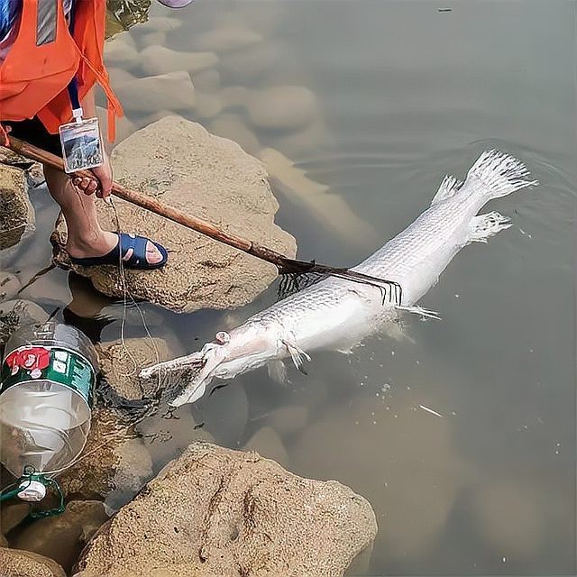 鱷雀鱔盲盒