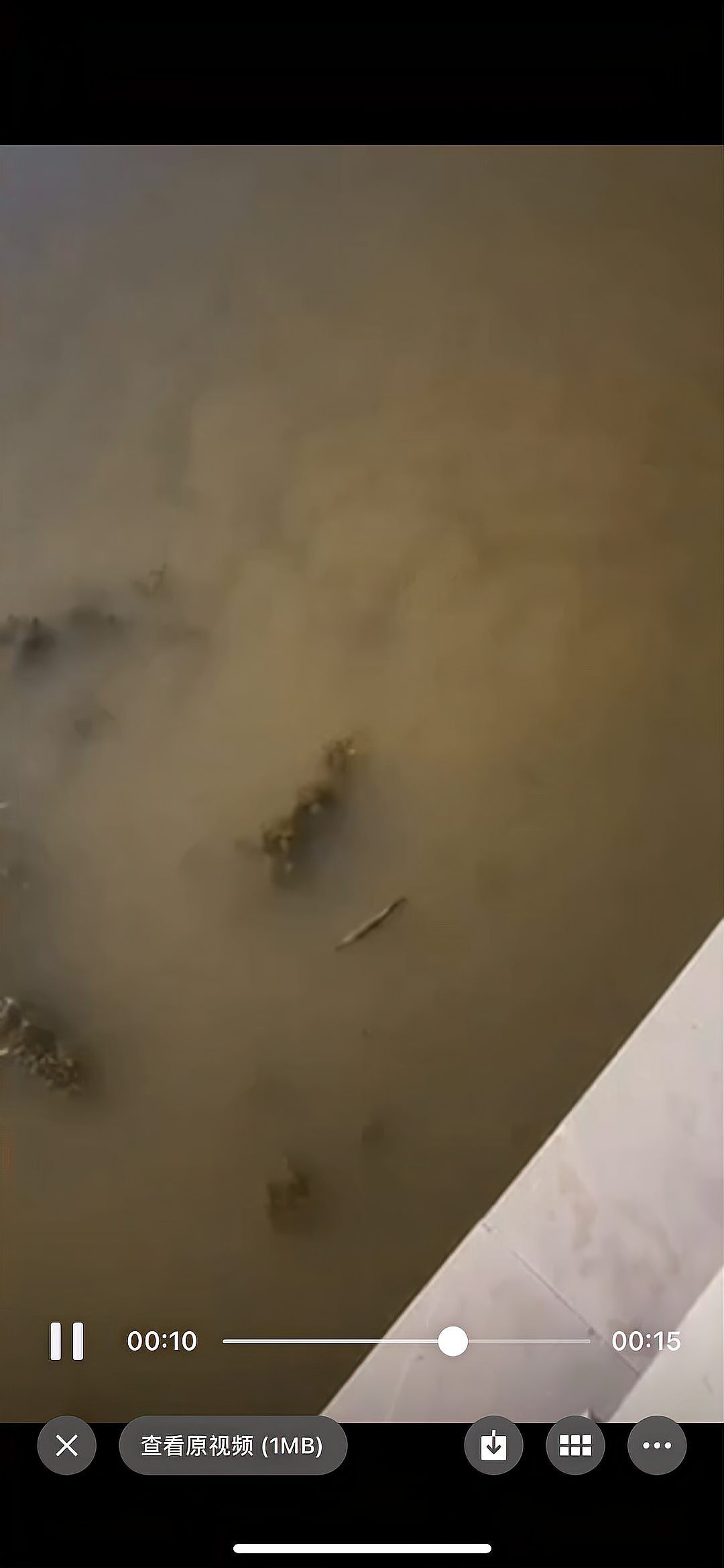 鱷雀鱔盲盒