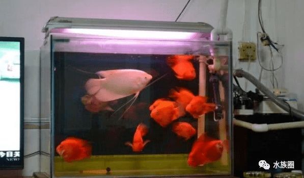 魚缸水質管理技術：養魚筆記第4季21集：魚缸過濾器及其適用水質管理技巧