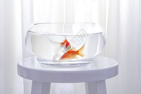 異形魚缸用什么背景好看：異形魚缸背景的選擇