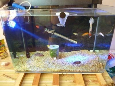 廣州還有哪些觀賞魚市場