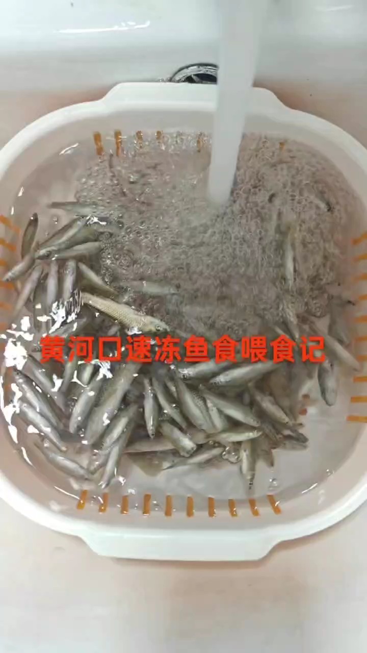 賽級龍魚喂食高品質黃<strong><mark>河口</mark></strong>速凍魚食