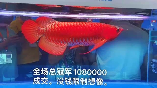 有哪些著名的龍魚比賽