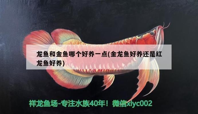 龍魚和金魚哪個好養一點呢（金魚與龍魚混養注意事項）
