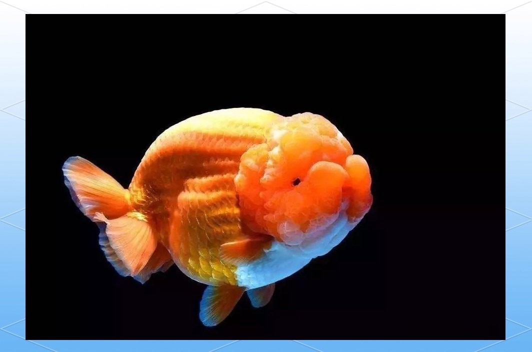 世界金魚大賽有哪些參賽品種？