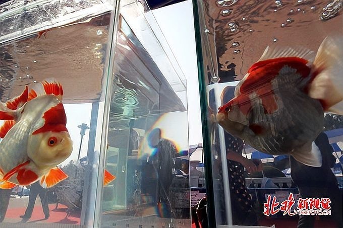 世界金魚大賽有哪些參賽品種？