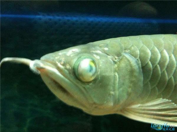 龍魚蒙眼圖片