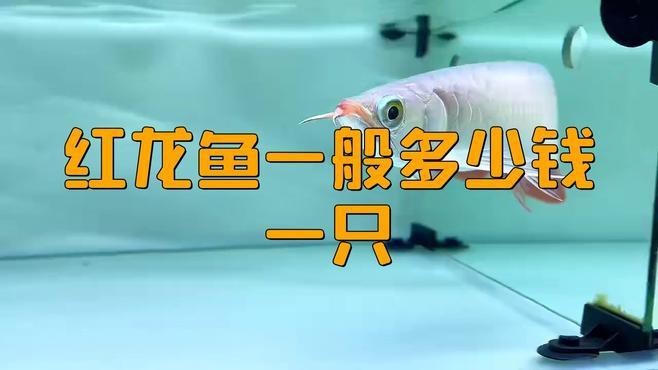 深海紅龍魚的市場價格有下降趨勢嗎？