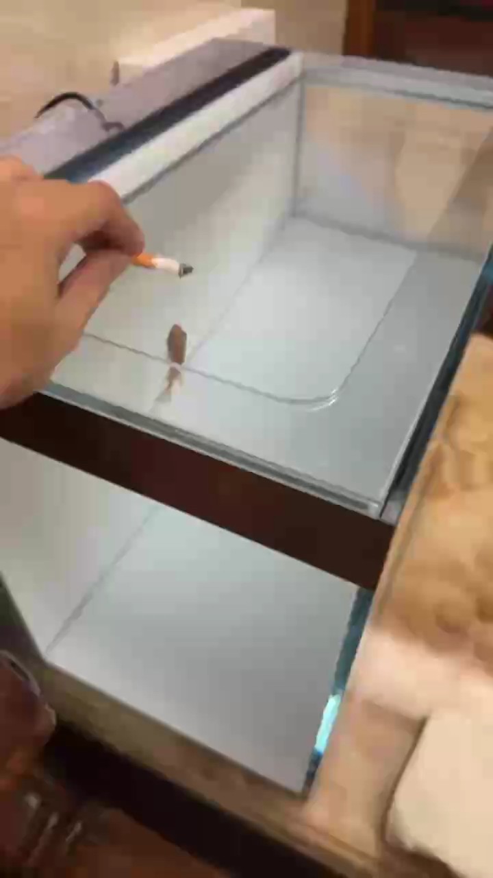第三天 魚(yú)缸到了 直接下缸