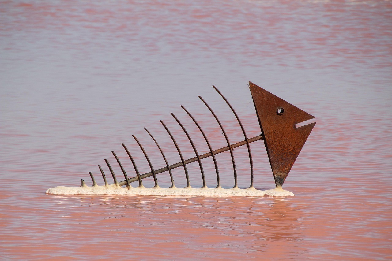 市場上賣的青魚是海魚嗎