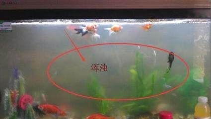魚缸消毒后的護理消毒方法：剛買回來的魚缸消毒后，魚缸消毒后需要進行消毒處理