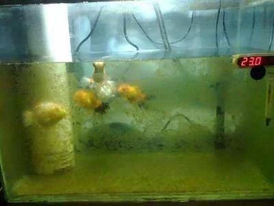 魚缸消毒后的護理消毒方法：剛買回來的魚缸消毒后，魚缸消毒后需要進行消毒處理