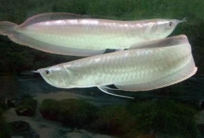 紅龍魚和銀龍魚混養打架嗎（銀龍魚和紅龍魚混養容易打架嗎？）