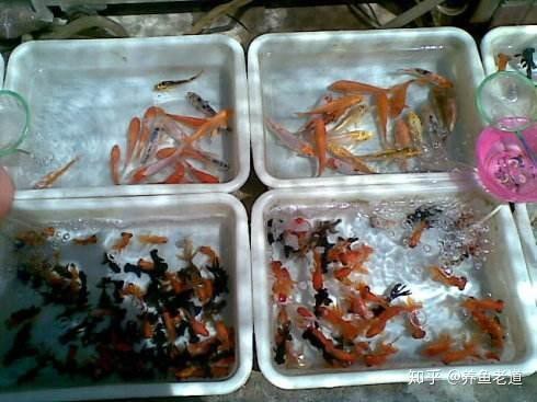擺地攤賣金魚的利潤