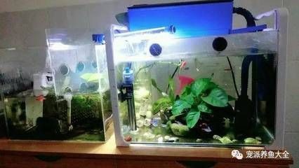 魚缸過濾系統(tǒng)配置技巧：如何清洗魚缸過濾器，魚缸過濾系統(tǒng)常見故障排查