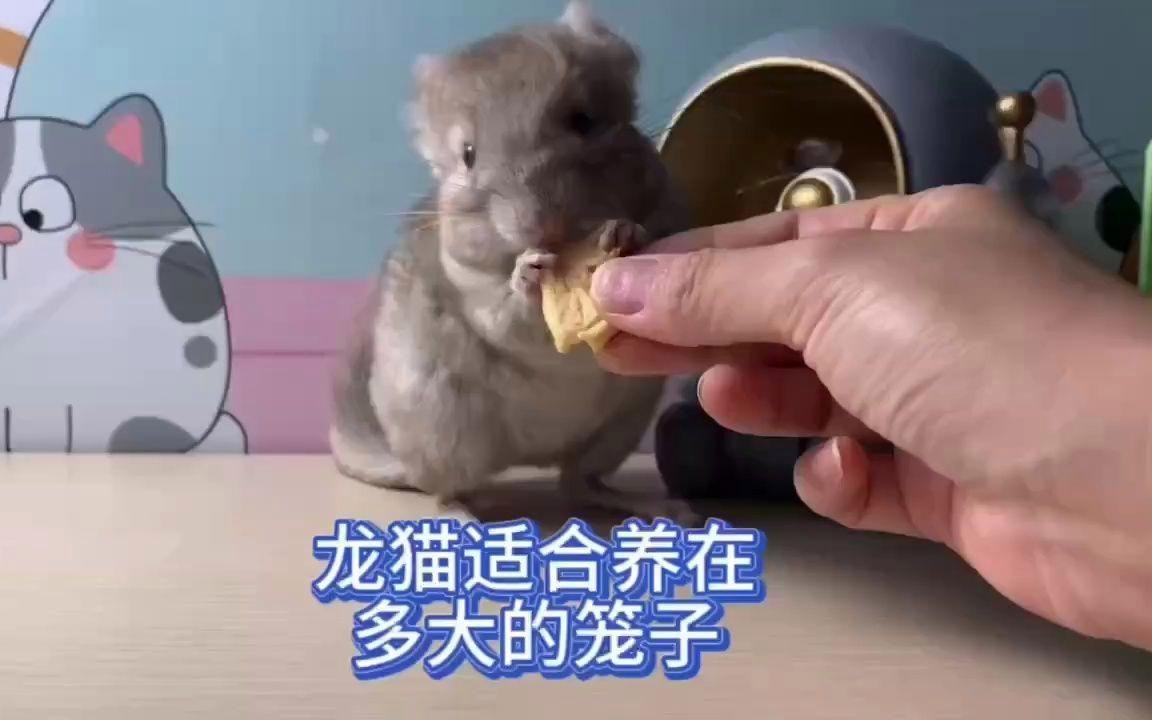 雙養龍貓需要多大的籠子？