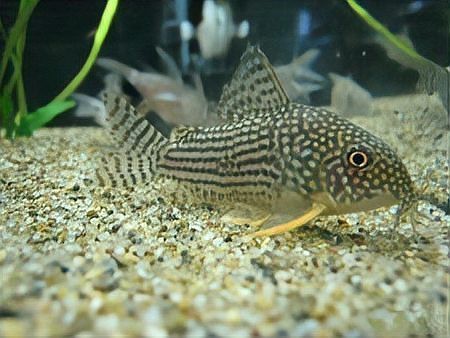 十大清潔魚哪個不咬魚