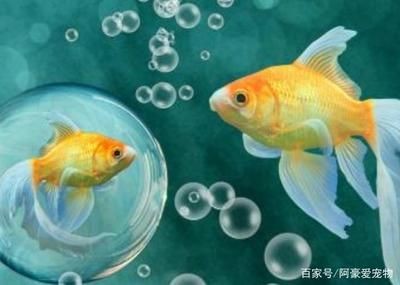 如何判斷龍魚的年齡（判斷龍魚的年齡是一個綜合性的過程）