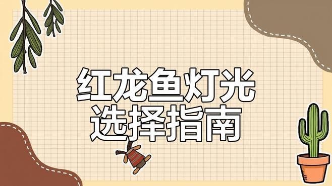綠皮紅龍魚飼養難度如何？