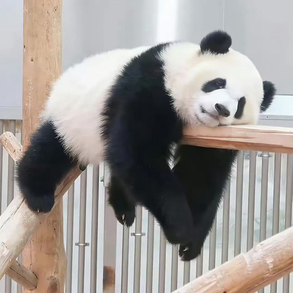 海鰱魚價格是多少錢