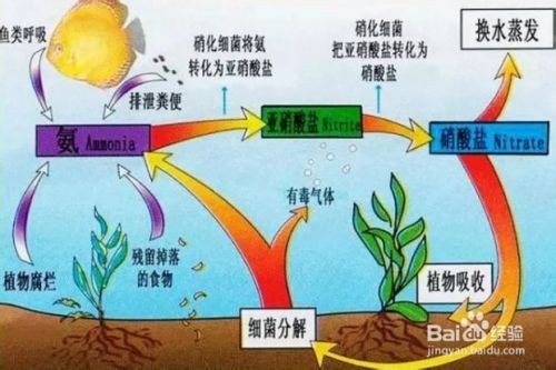微生物劑在魚缸中的作用原理：微生物劑在魚缸中的作用